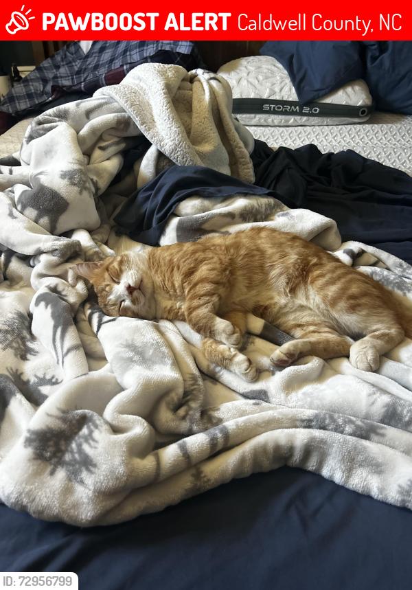 Lost Male Cat last seen Near South oak circle , Caldwell County, NC 28630