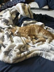Lost Male Cat last seen Near South oak circle , Caldwell County, NC 28630