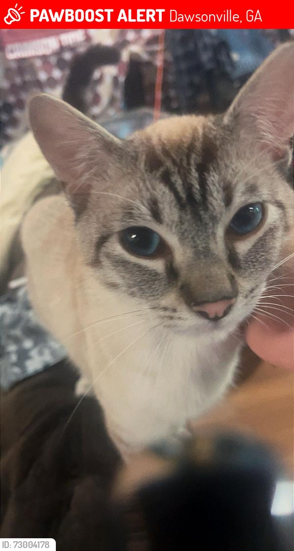 Lost Male Cat last seen Sweetwater Juno, Tinsley, Foothills, Dawsonville, GA 30534