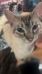 Lost Male Cat last seen Sweetwater Juno, Tinsley, Foothills, Dawsonville, GA 30534