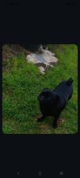 Lost Female Dog last seen Near and hooper ave, Los Angeles, CA 90001