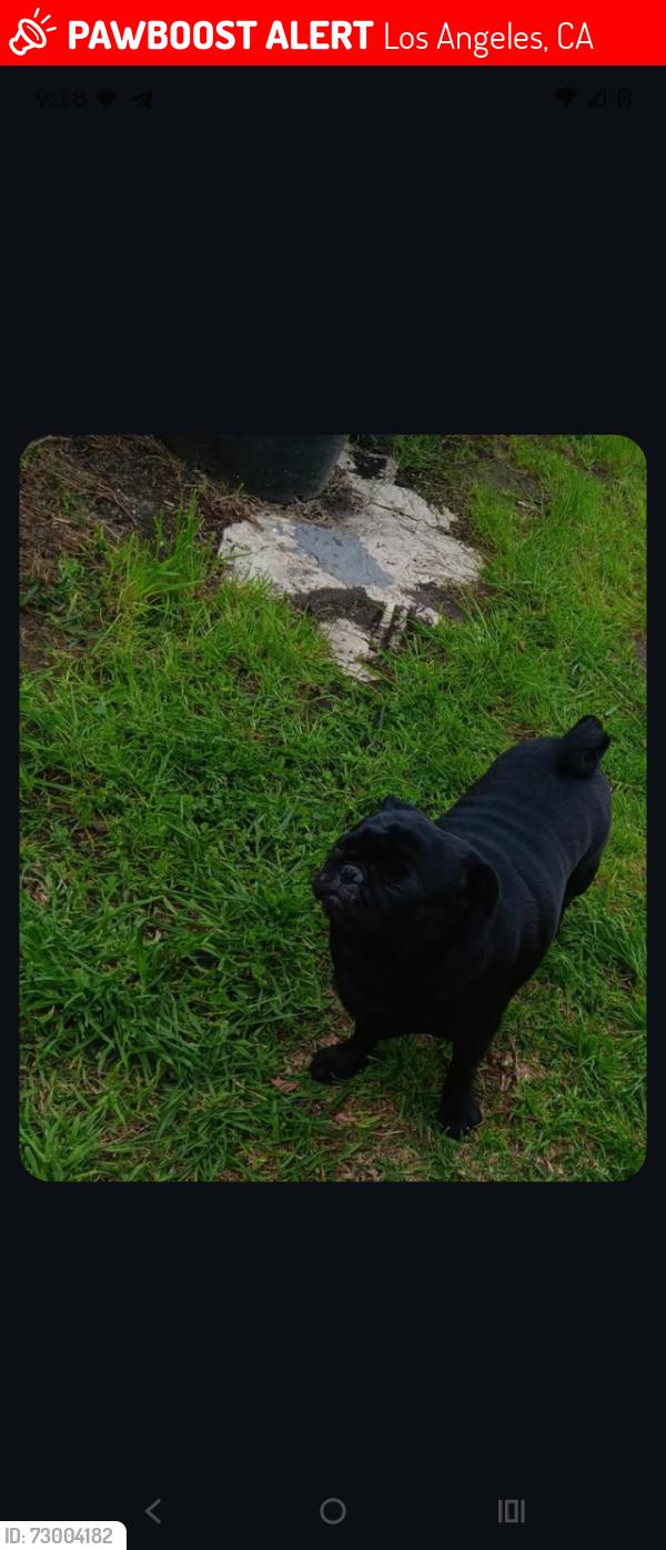 Lost Female Dog last seen Near and hooper ave, Los Angeles, CA 90001