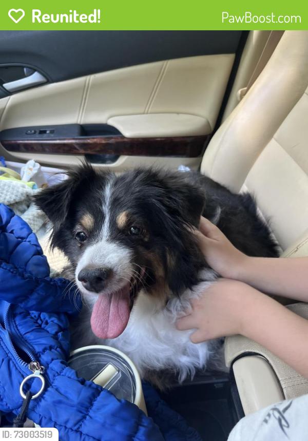 Reunited Female Dog last seen 85th and Euclid, Kansas City, MO 64132