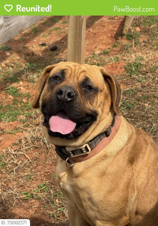 Reunited Female Dog last seen Cripple Creek Road , Greer, SC 29651