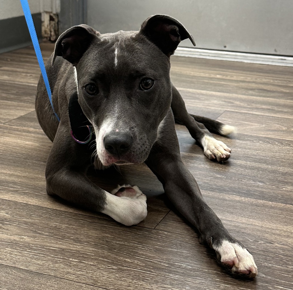 Shelter Stray Female Dog last seen Near Clairemont Drive, San Diego, CA, 92117, 5500 Gaines St, San Diego, CA 92110, USA