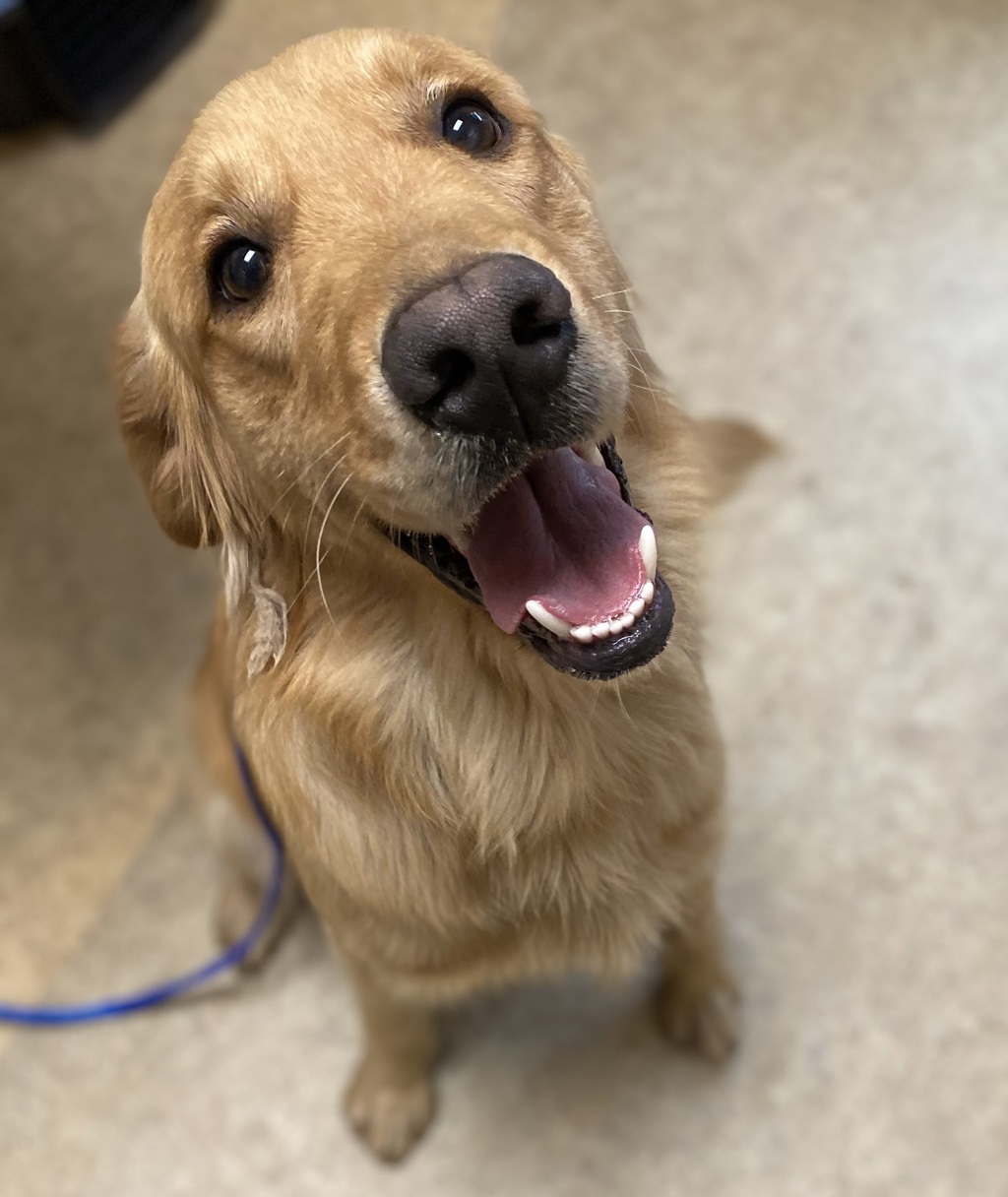 Shelter Stray Male Dog last seen Home Avenue, San Diego, CA, 92105, 5500 Gaines St, San Diego, CA 92110, USA