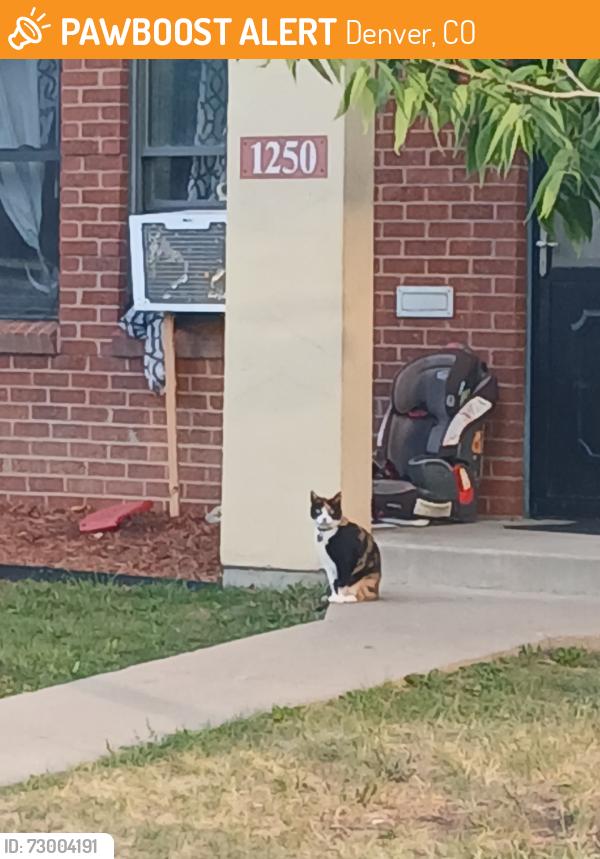 Found/Stray Female Cat last seen 43rd and lipan, Denver, CO 80211