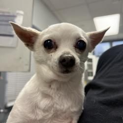 Shelter Stray Male Dog last seen 53rd St, San Diego, CA, 92105, 5500 Gaines St, San Diego, CA 92110, USA