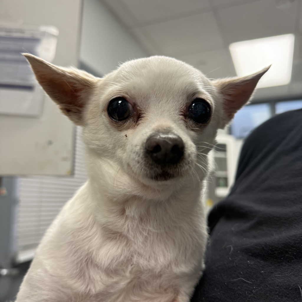 Shelter Stray Male Dog last seen 53rd St, San Diego, CA, 92105, 5500 Gaines St, San Diego, CA 92110, USA
