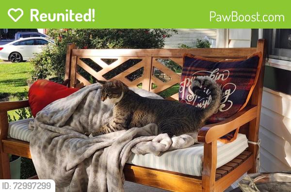 Reunited Male Cat last seen Hickory Street, Delanco, NJ 08075