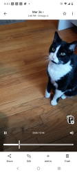 Lost Male Cat last seen Long and nelson, Chicago, IL 60641
