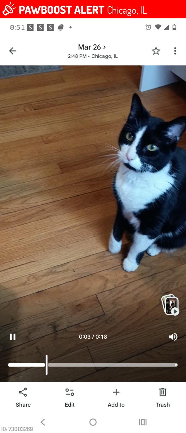Lost Male Cat last seen Long and nelson, Chicago, IL 60641