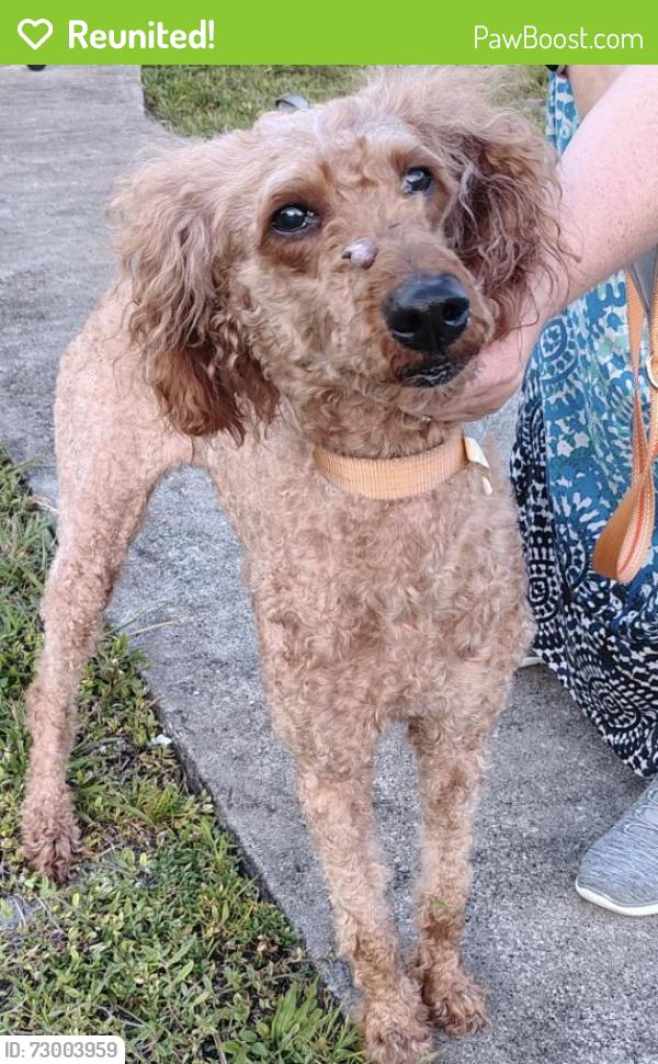 Reunited Female Dog last seen Hollywood and North 28th Ave , Hollywood, FL 33020