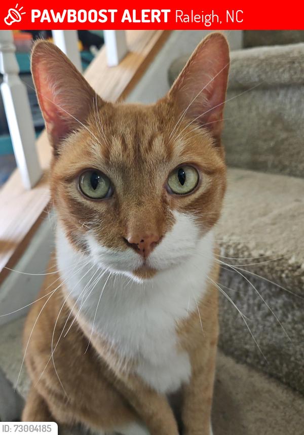 Lost Male Cat last seen New Hope Crossing , Raleigh, NC 27604