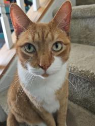 Lost Male Cat last seen New Hope Crossing , Raleigh, NC 27604