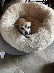 Lost Female Dog last seen Lake Farm Rd Smyrna tn, Smyrna, TN 37167