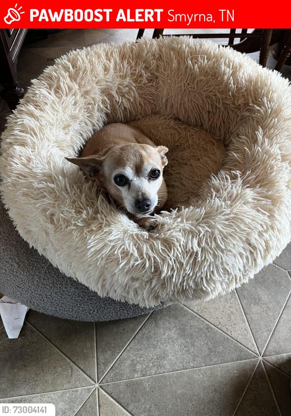 Lost Female Dog last seen Lake Farm Rd Smyrna tn, Smyrna, TN 37167