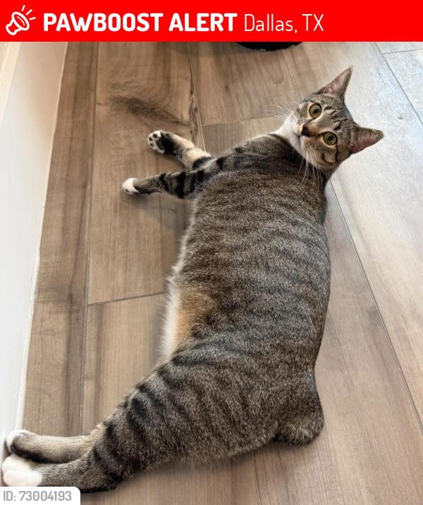 Lost Female Cat last seen Aronwald and Hastings, Dallas, TX 75231