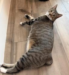 Lost Female Cat last seen Aronwald and Hastings, Dallas, TX 75231