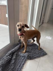 Reunited Female Dog last seen Near W 72nd Ter Hialeah FL 33018, Hialeah, FL 33018