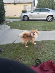 Reunited Male Dog last seen Fruit and olive also around the old folks home, Fresno, CA 93728