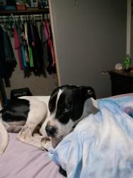 Lost Male Dog last seen Clayton ga, Clayton, GA 30525
