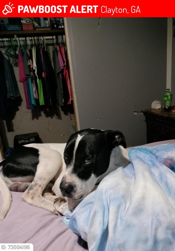 Lost Male Dog last seen Clayton ga, Clayton, GA 30525