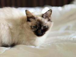 Found/Stray Female Cat last seen Near Riverbend Nursery / Hanover Dr., Thompson's Station, TN 37179