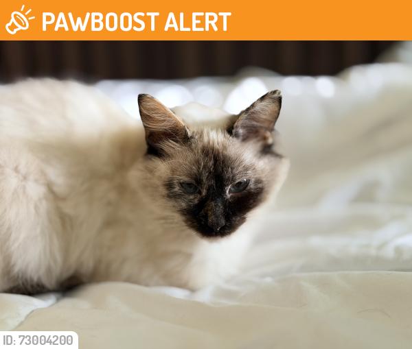 Found/Stray Female Cat last seen Near Riverbend Nursery / Hanover Dr., Thompson's Station, TN 37179
