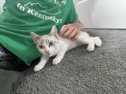 Reunited Female Cat last seen 180th Street, and Ermanita Ave, Torrance, CA 90504