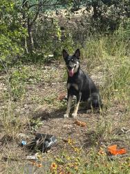 Found/Stray Unknown Dog last seen New Laredo hwy right before i35 on ramp, San Antonio, TX 78211