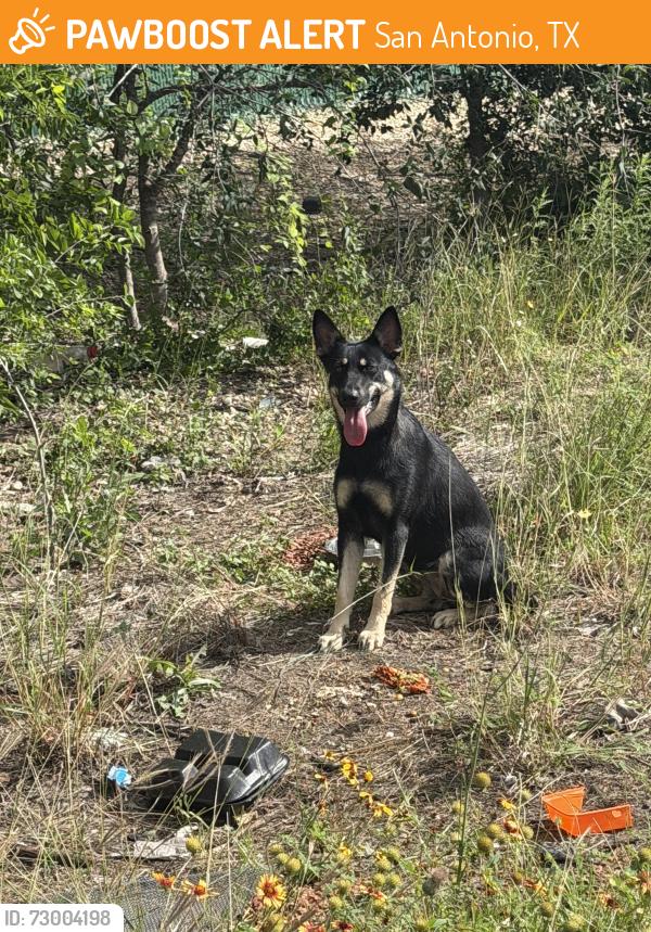 Found/Stray Unknown Dog last seen New Laredo hwy right before i35 on ramp, San Antonio, TX 78211