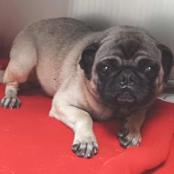 Shelter Stray Female Dog last seen , 6621 Westminster Ave, Garden Grove, CA 92844, USA