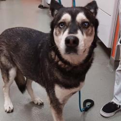 Shelter Stray Female Dog last seen , 6621 Westminster Ave, Garden Grove, CA 92844, USA