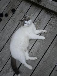Found/Stray Unknown Cat last seen Fenmore, Indianapolis, IN 46228