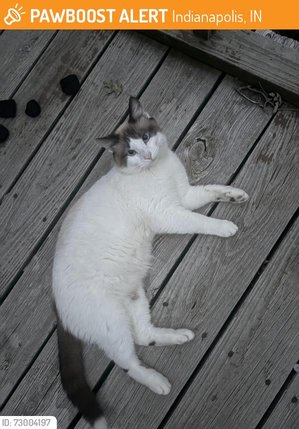 Found/Stray Unknown Cat last seen Fenmore, Indianapolis, IN 46228