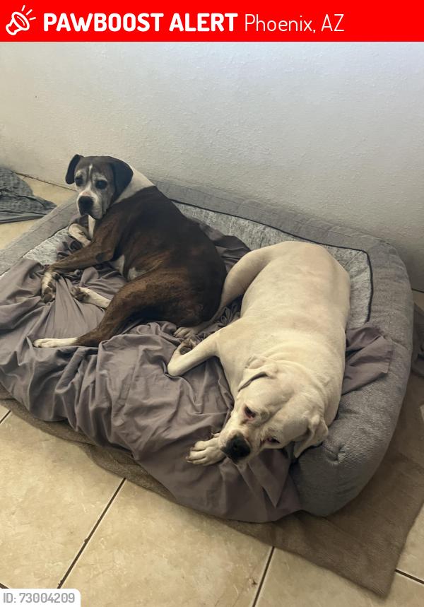 Lost Female Dog last seen Near W Berridge Ln , Phoenix, AZ 85019