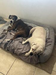 Lost Female Dog last seen Near W Berridge Ln , Phoenix, AZ 85019