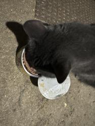 Reunited Female Cat last seen Garfield St by Saint Paul African Methodist Episcopal Church, Portsmouth, VA 23704