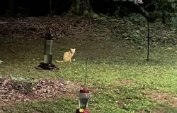 Found/Stray Unknown Cat last seen Hillcrest and Zimmerman, Lyman, SC 29365
