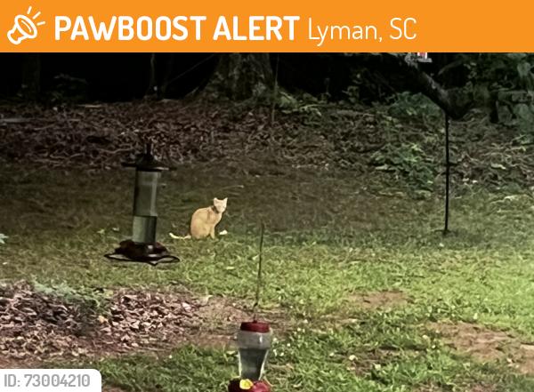 Found/Stray Unknown Cat last seen Hillcrest and Zimmerman, Lyman, SC 29365