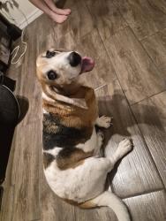 Reunited Female Dog last seen Lafoy and humphrey , Deltona, FL 32738
