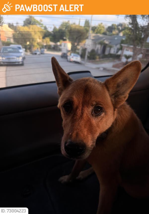 Found/Stray Male Dog last seen Mullen and Mount Vernon, View Park-Windsor Hills, CA 90043