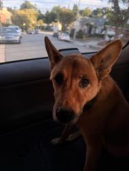 Found/Stray Male Dog last seen Mullen and Mount Vernon, View Park-Windsor Hills, CA 90043