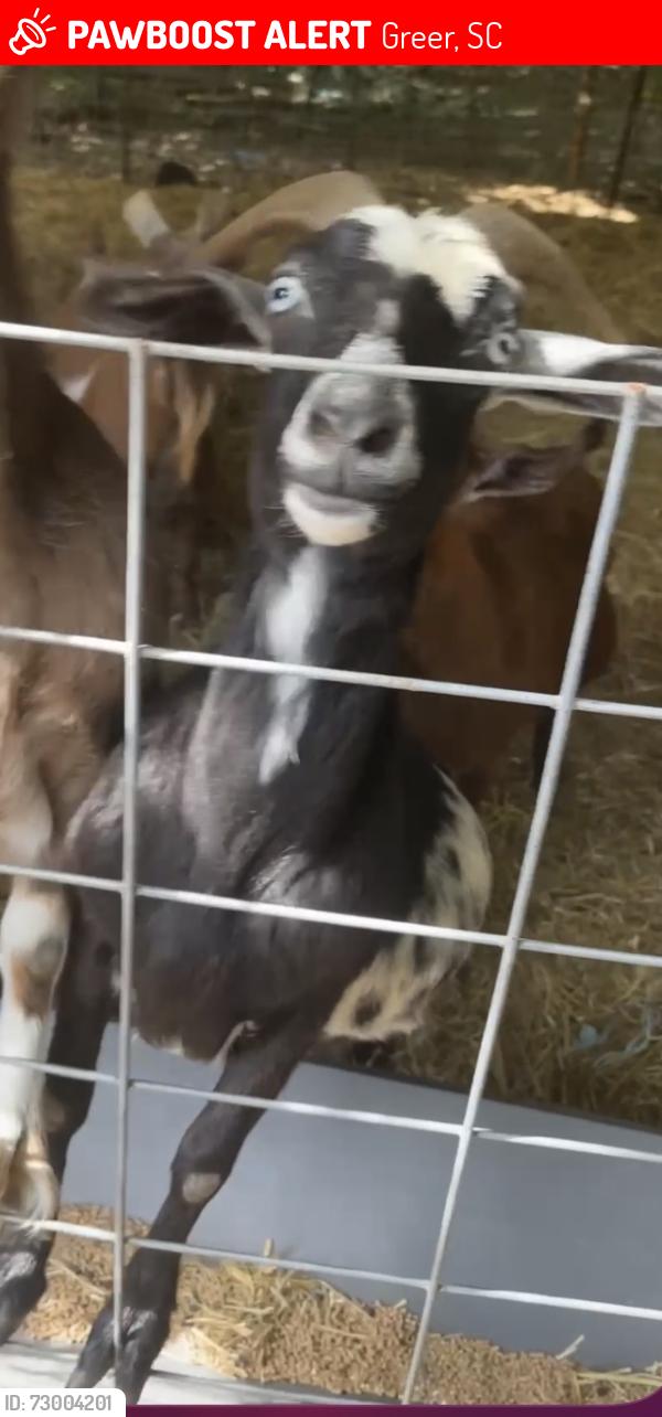 Lost Female Other last seen Old hwy 14 to hwy 80 area, Greer, SC 29650