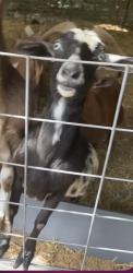 Lost Female Other last seen Old hwy 14 to hwy 80 area, Greer, SC 29650