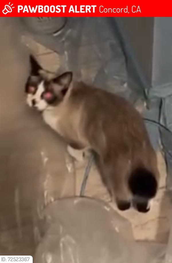 Lost Female Cat last seen Markham nature park, Concord, CA 94521
