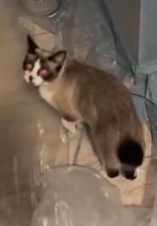 Lost Female Cat last seen Markham nature park , Concord, CA 94521