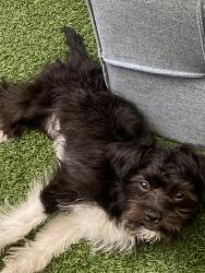 Lost Male Dog last seen Louise and elm, Manteca, CA 95336