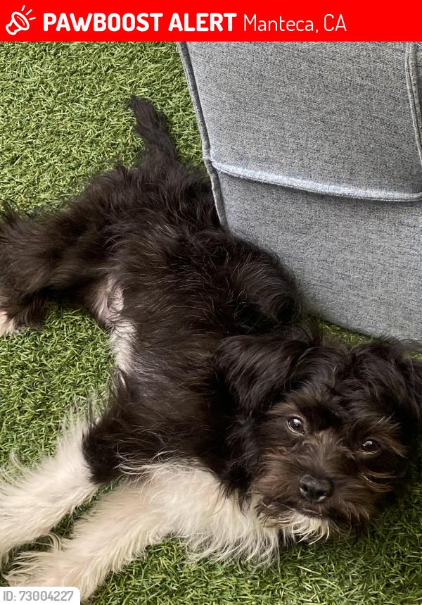Lost Male Dog last seen Louise and elm, Manteca, CA 95336